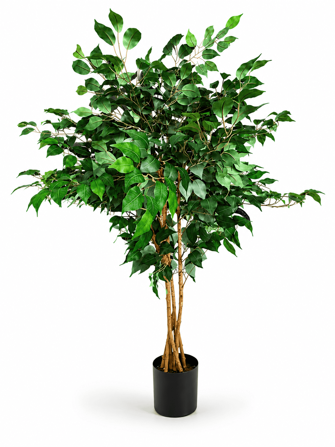 Large Ficus Plant - Image 2