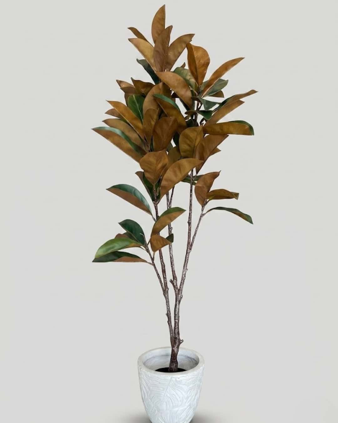 Real Touch Rubber Tree - Image 2