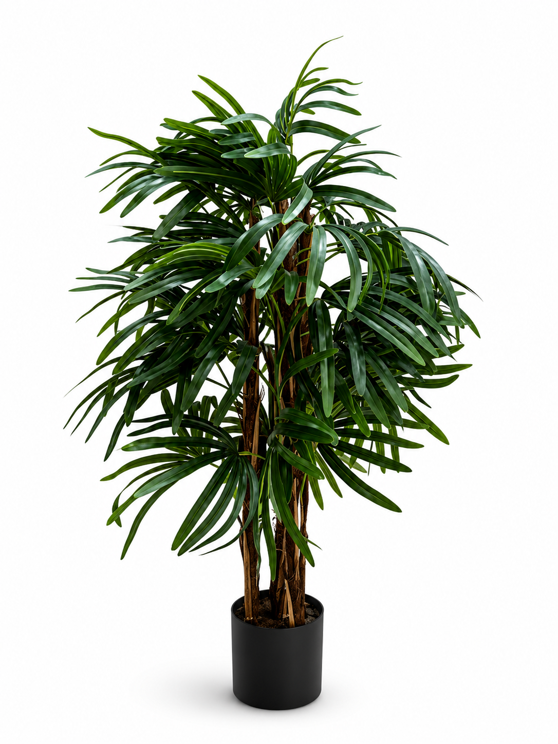 Areca Palm Plant