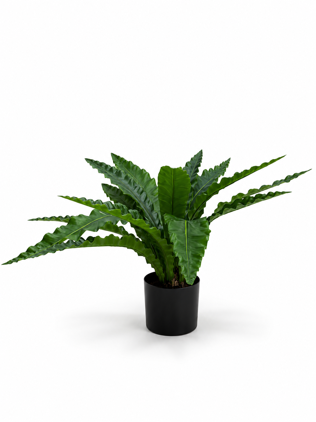 Crispy Wave Bird's Nest Fern 60CM
