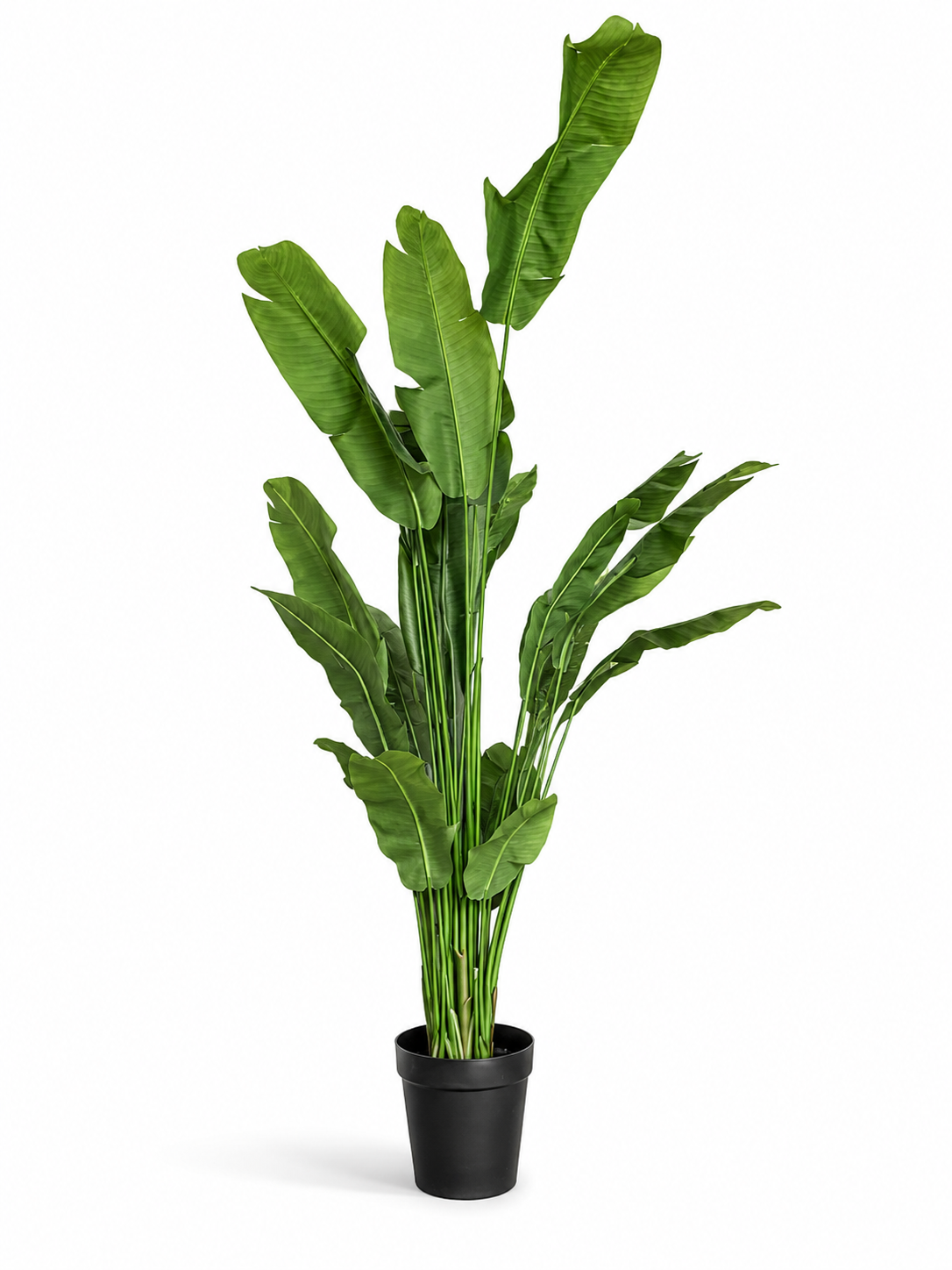 Extra Large Banana plant 240cm