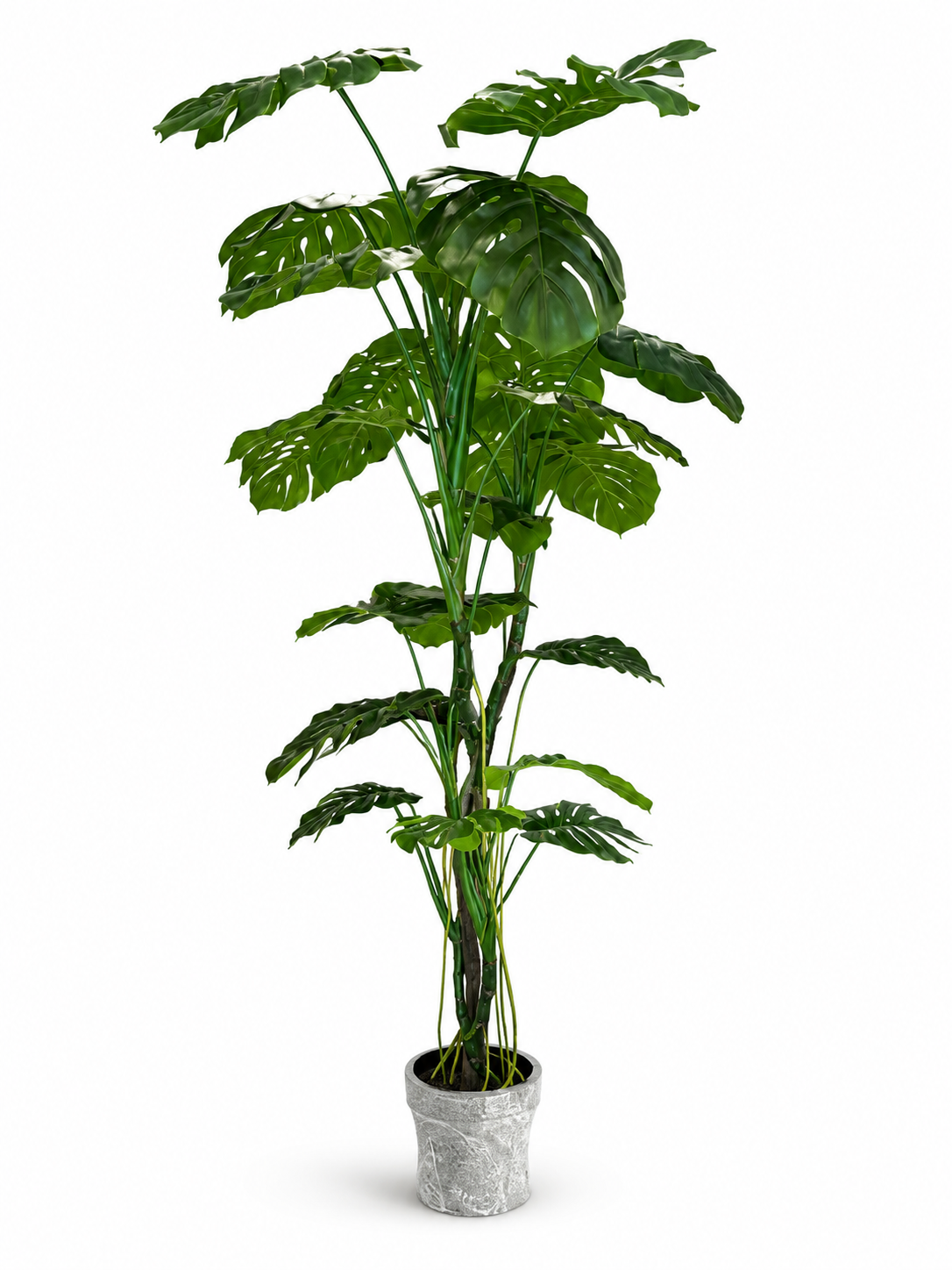 Extra Large Cheese plant