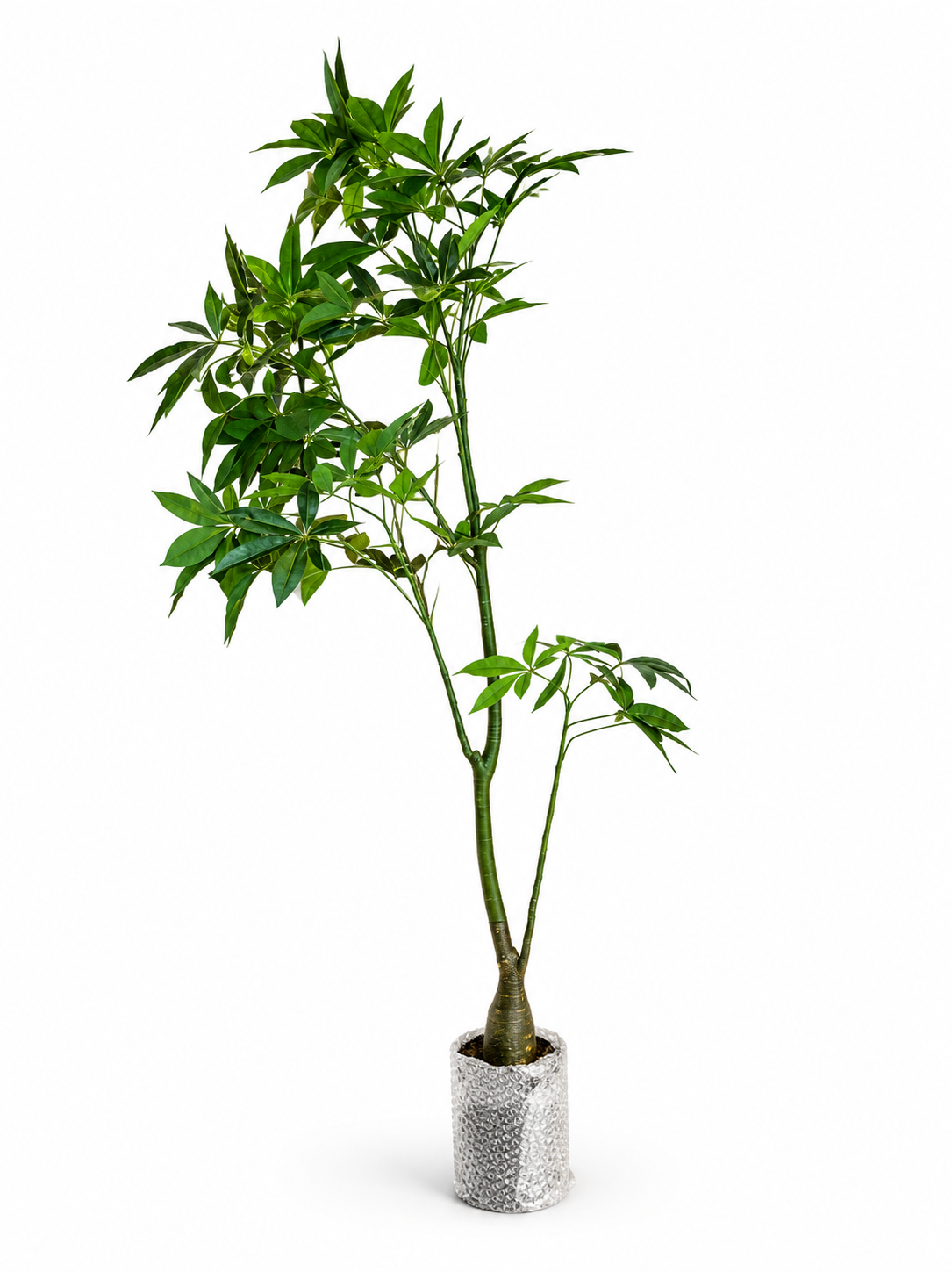 Faux Money Tree Plant 180cm