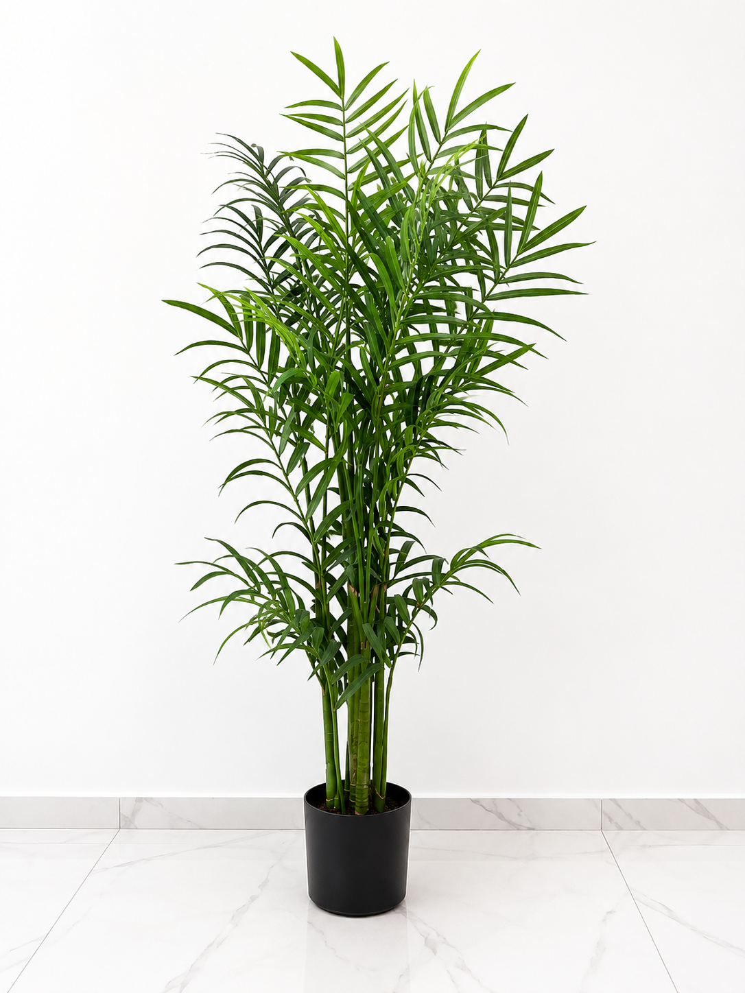 Fern Tree With Large Leaves