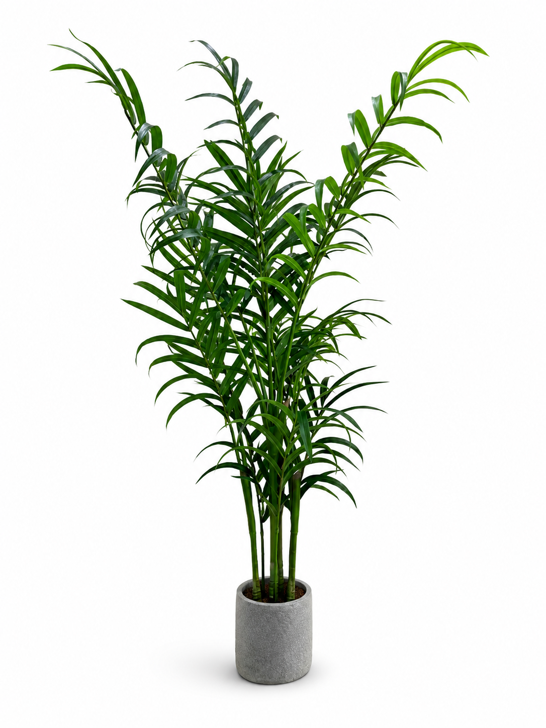 Fern Tree With Medium Leaves
