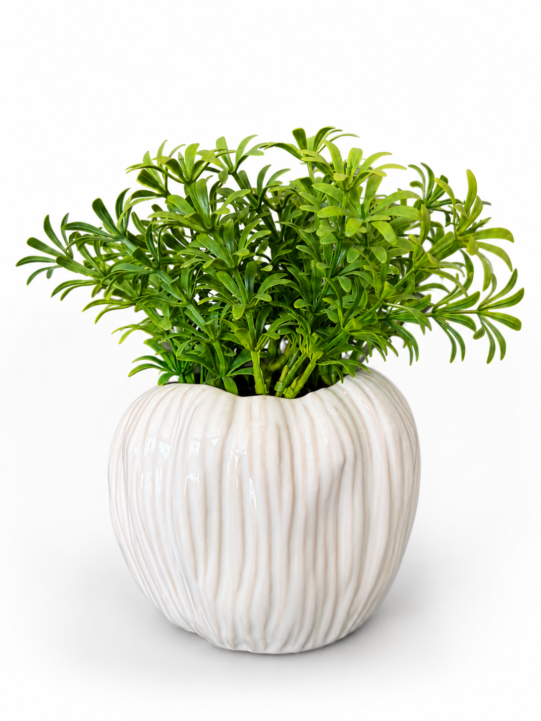 Peach Bonsai Plant