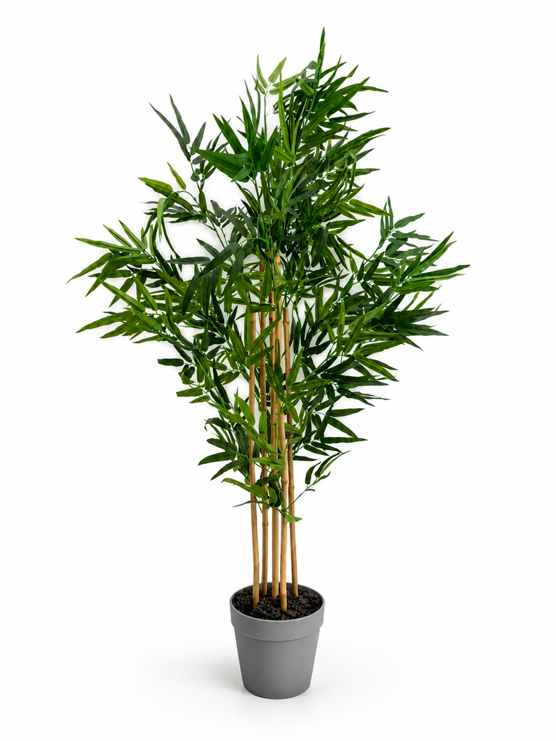 Large Bamboo Plant