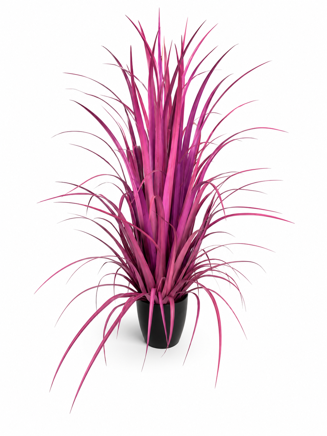 Purple Grass Plant