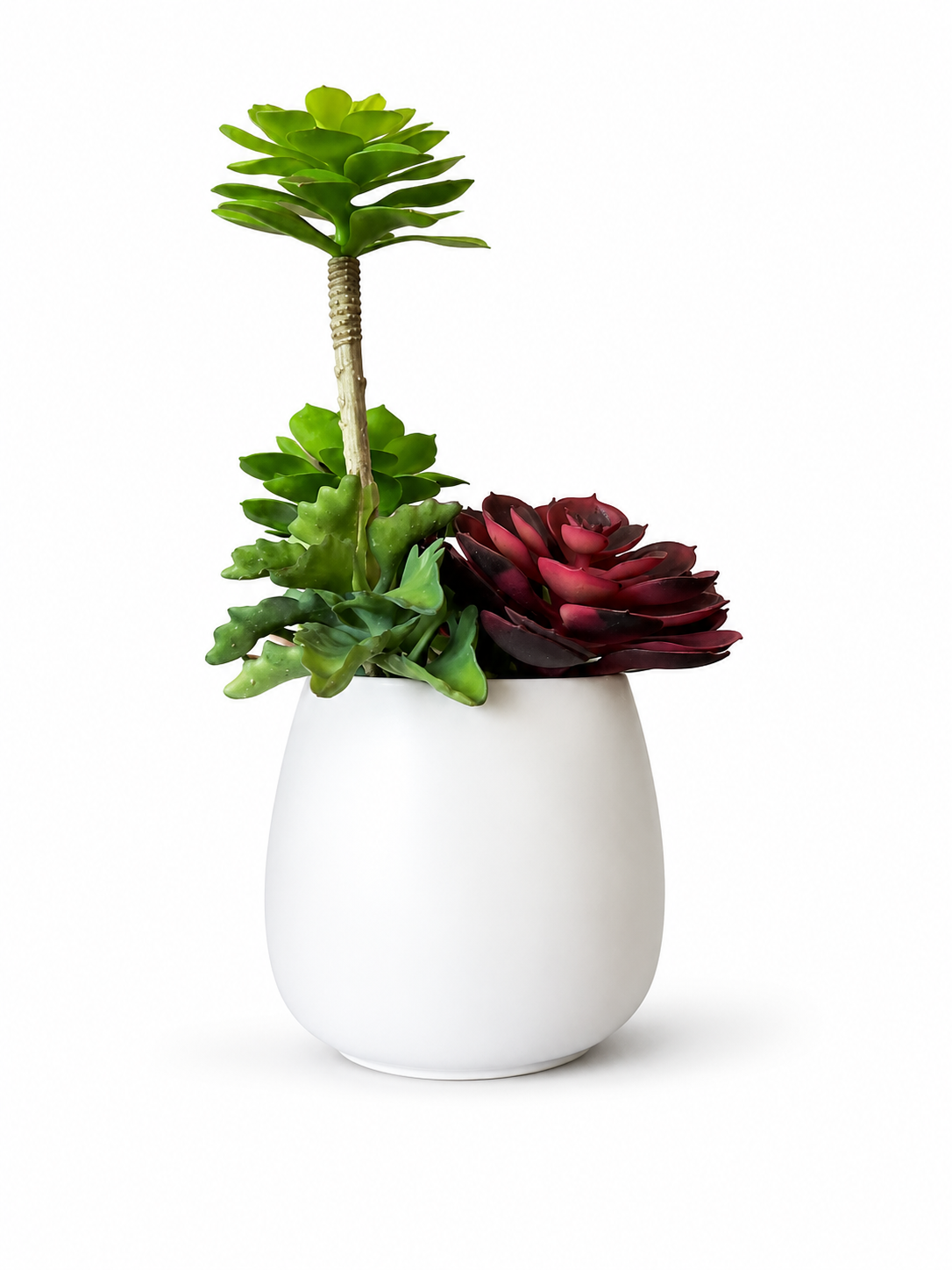 Multiple Succulent In White Plain Pot