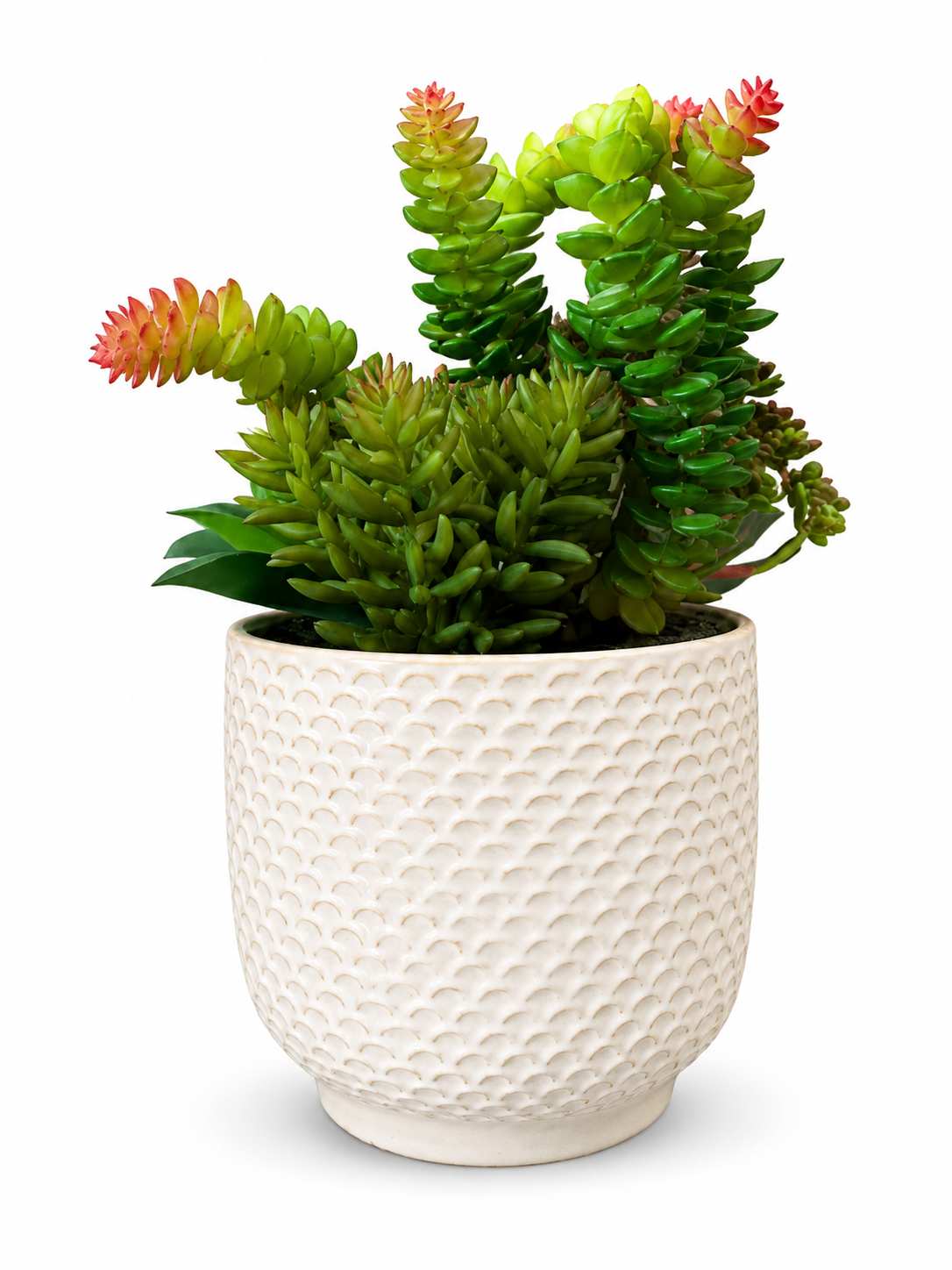 Multiple Succulent in Textured Cream Pot