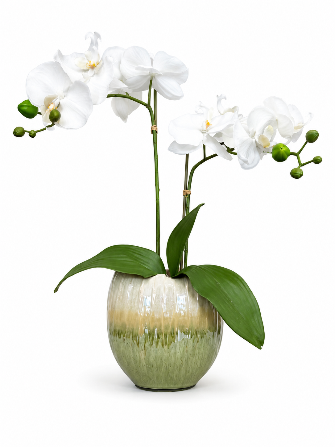 Orchid In Green & White Irregular Vase