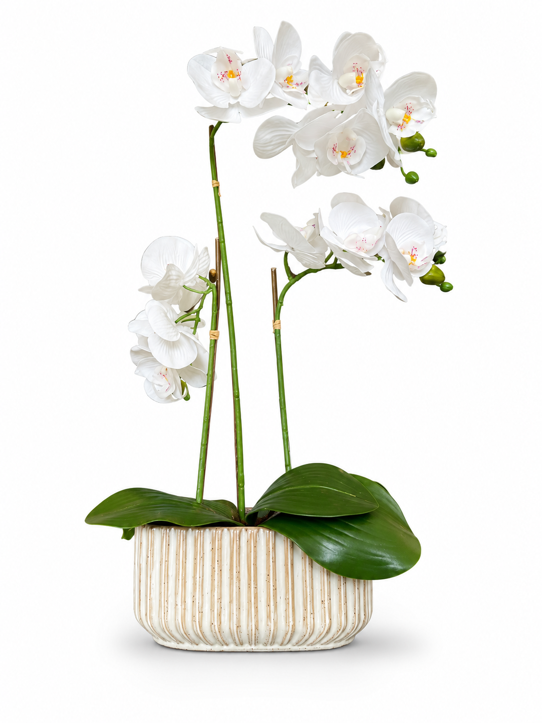 Orchid In Ribbed Cream Square Pot