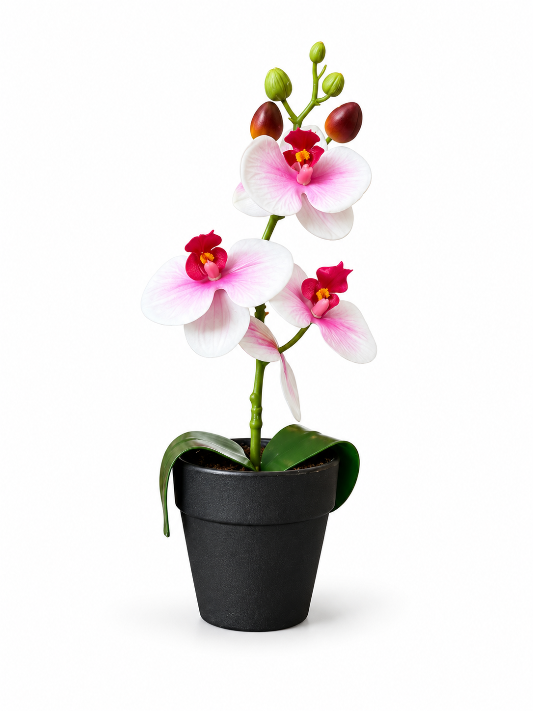Pink Orchid In Black Pot