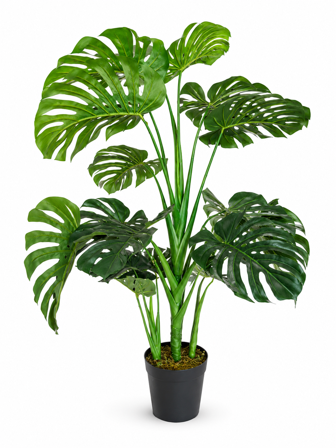 Small Cheese Plant