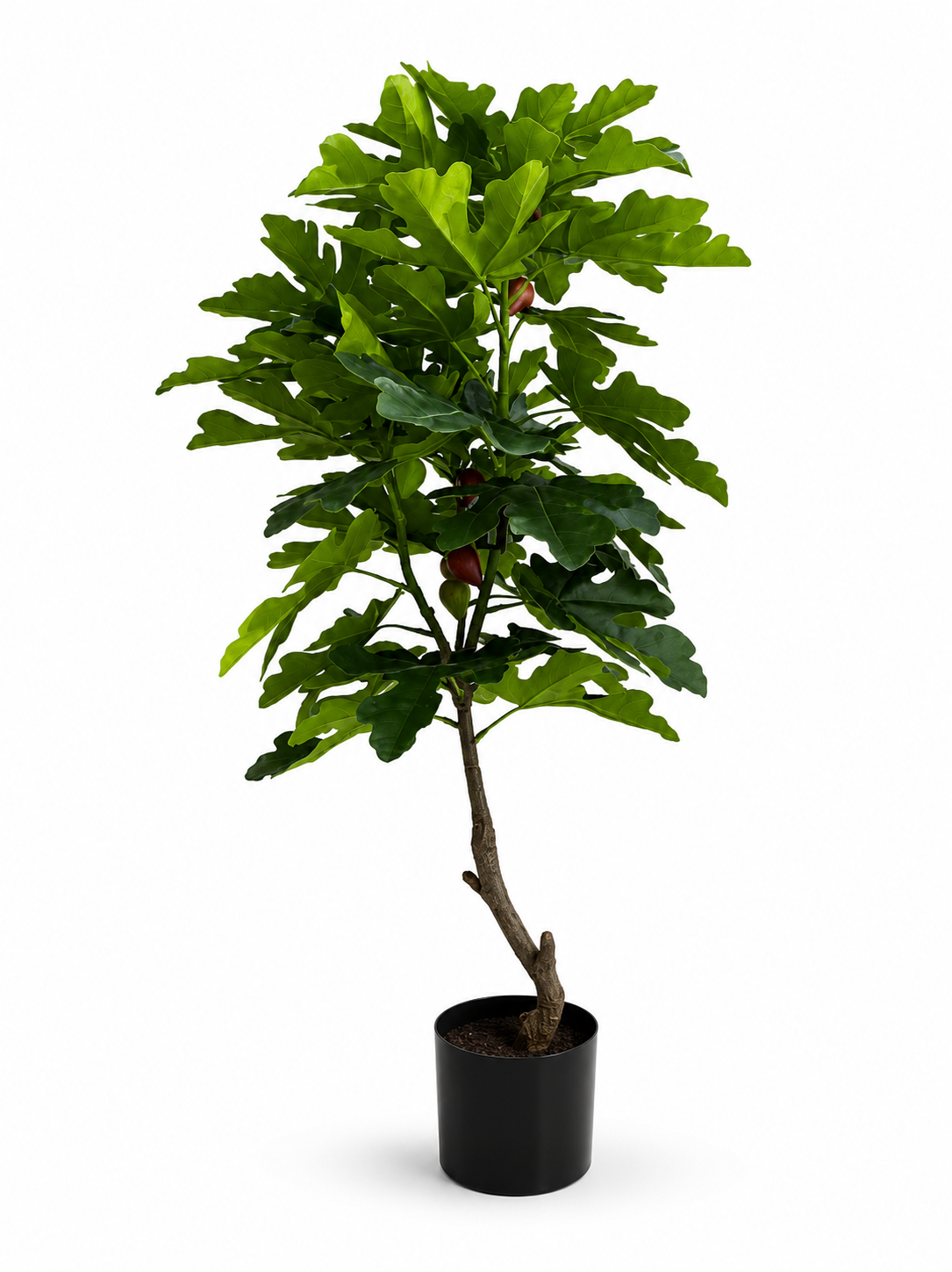 Small Fig Tree With Fruit Plant 140CM