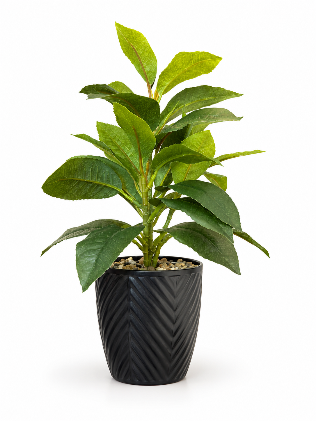Small Plant In Patterned Black Pot