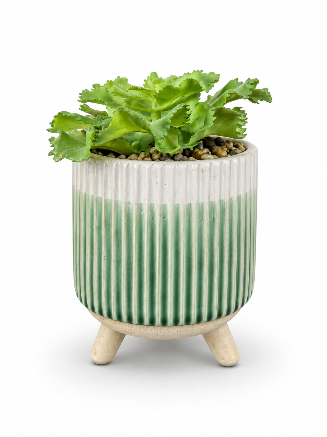 Small Succulent in White/Green Ribbed Pot