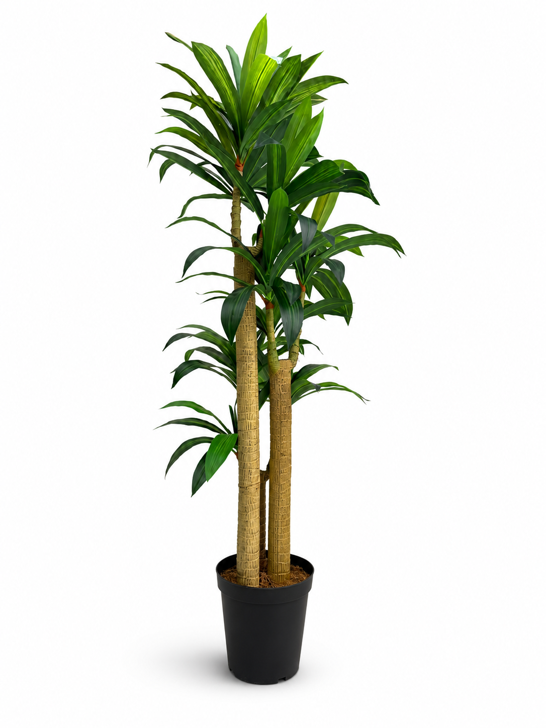 Tall Yukka Plant