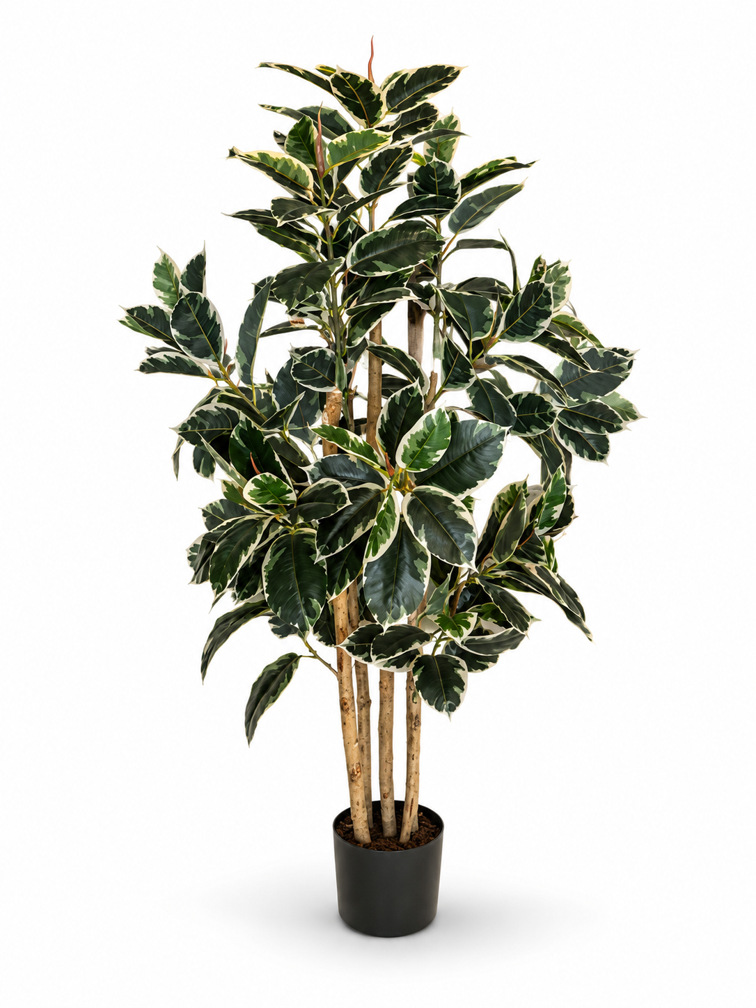White-Bordered Bayan Plant
