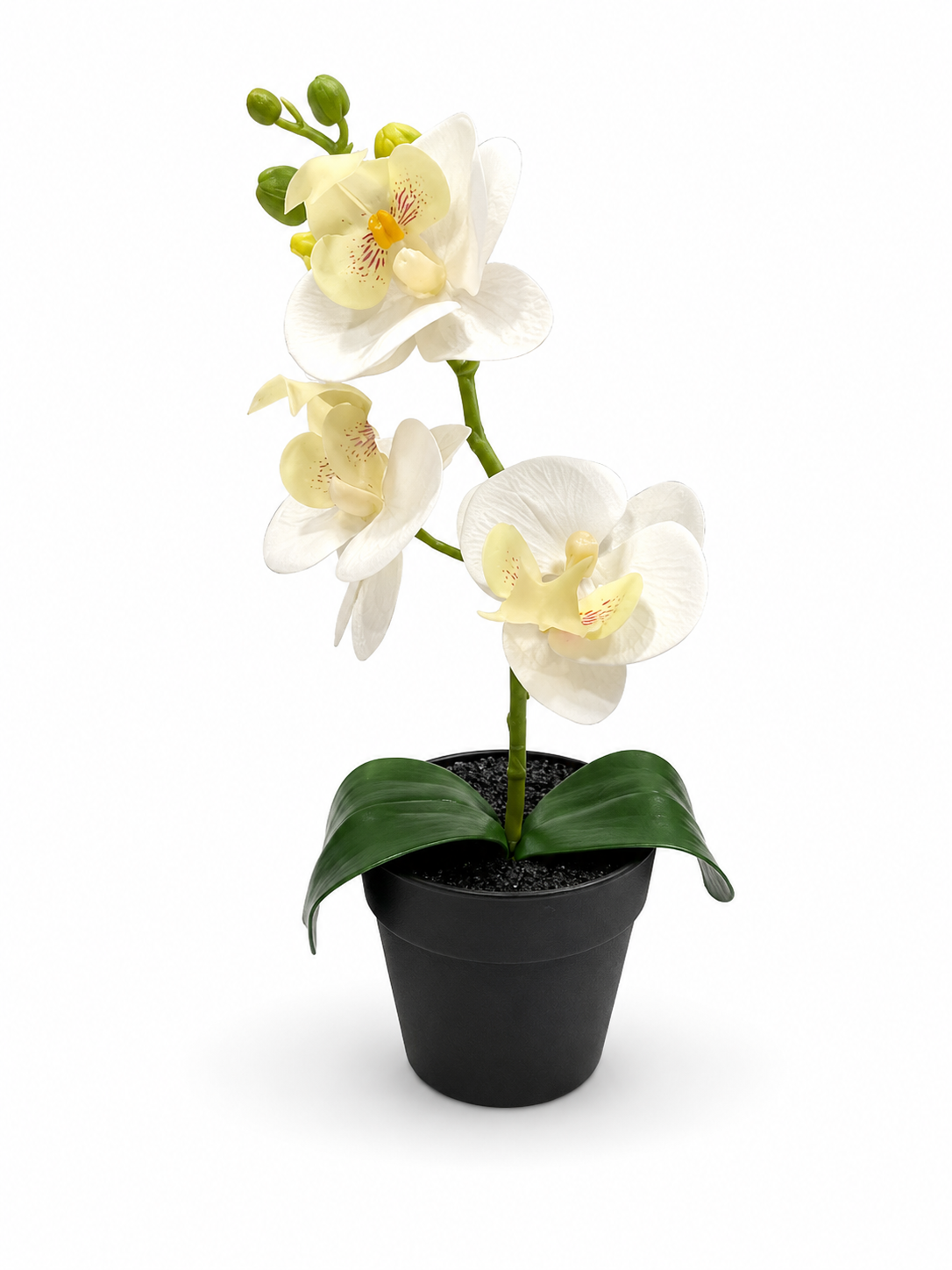 White Mini Orchid In Black Pot