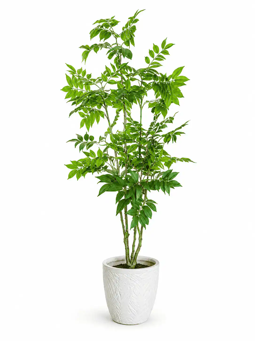 Green leafy indoor plant in a white textured planter for home decor.